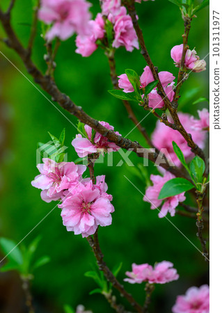 Flower peach_5622 Flower peach_5622 101311977