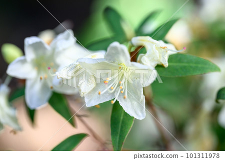 Hikage Azalea_4807 Hikage Azalea_4807 101311978