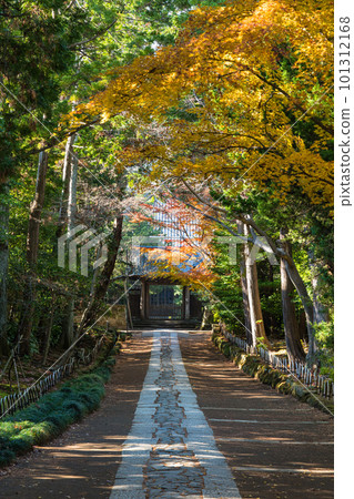日本神奈川縣鎌倉市壽福寺從中門到正門的途徑和秋葉 日本神奈川縣鎌倉市壽福寺從中門到正門的途徑和秋葉 101312168