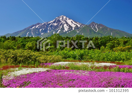 Moss phlox and Mt. Rishiri against the clear blue sky 101312395
