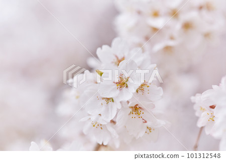 櫻花盛開 櫻花盛開 101312548