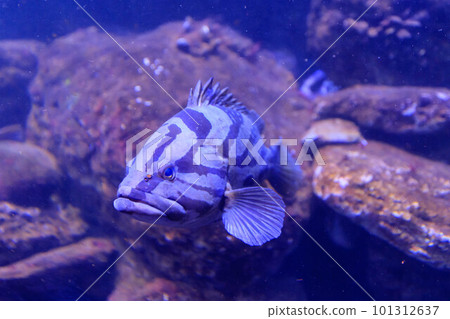 掃帚石斑魚在水箱裡游泳 掃帚石斑魚在水箱裡游泳 101312637