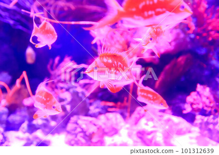 櫻台在水槽裡游泳 櫻台在水槽裡游泳 101312639