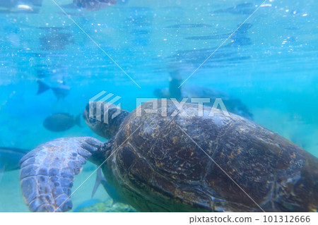 Back view of a green turtle swimming in an aquarium 101312666