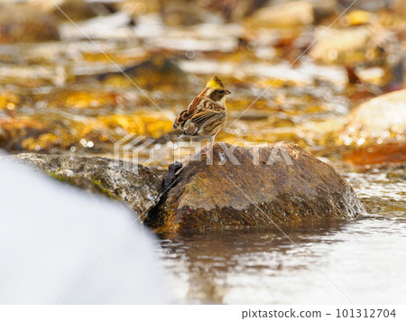 Snow and Miyama Houjiro Snow and Miyama Houjiro 101312704