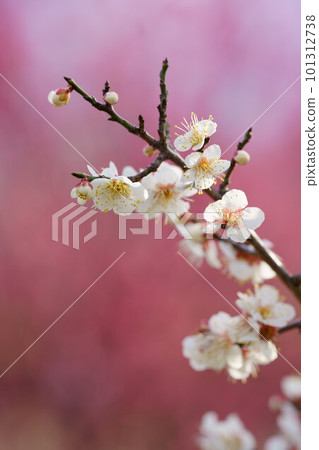 白梅報春,冬至梅花 白梅報春,冬至梅花 101312738