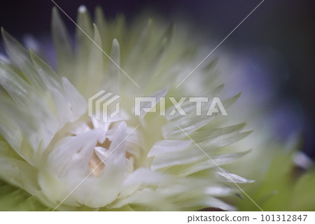 White cactus flower White cactus flower 101312847