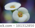  白花 101312850