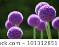 開花的蔥屬和蜂 101312851