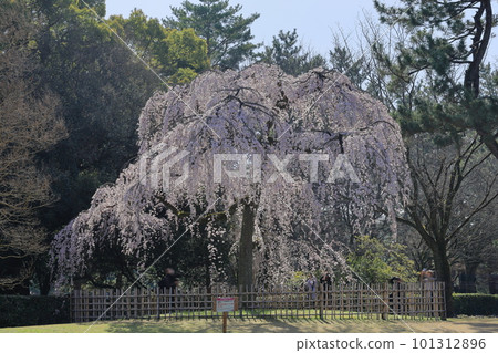 Scenery of weeping cherry blossoms 101312896
