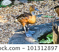 Fulvous Whistling Duck 101312897