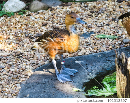 Fulvous Whistling Duck 101312897
