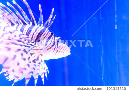 獅子魚在水下游泳 101313310
