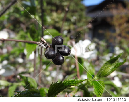 Jetbead (Hakusanbuki): Flowers and seeds 101313320