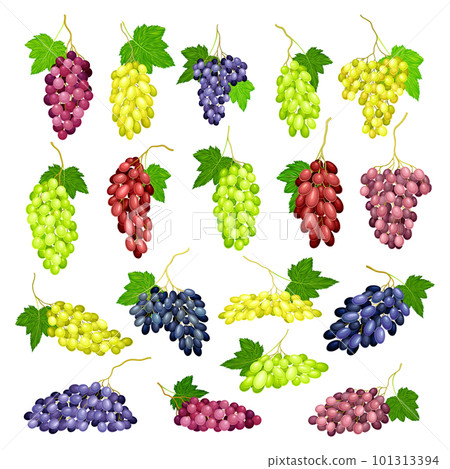 Clusters of Grape with Crimson, Dark Blue and Green Berries Big Vector Set 101313394
