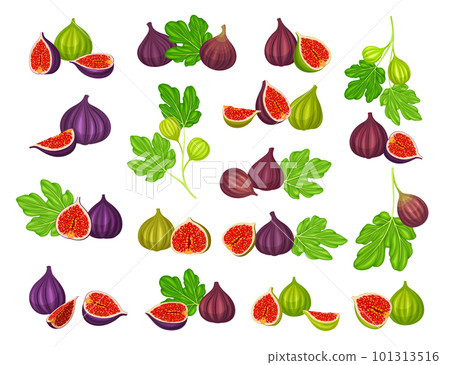 Common Fig or Ficus Plant with Syconium Fruit with Numerous Seeds Big Vector Set 101313516