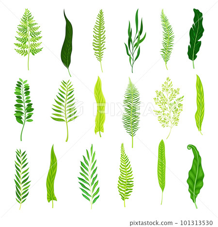 Green Fern as Vascular Plant with Stem and Complex Leaves Big Vector Set 101313530