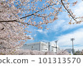 Cherry blossoms at Kinshiko Park 101313570