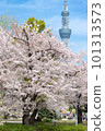 Skytree between cherry blossoms seen from Kinshi Park 101313573