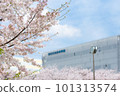 Cherry blossoms at Kinshiko Park 101313574