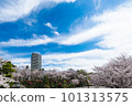 Cherry blossoms seen from Asukayama Oji Park 101313575