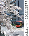 Toden tram running along cherry blossom trees 101313577