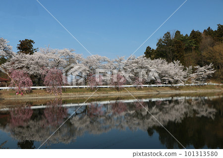 櫻花倒映在藍天的水面上 101313580