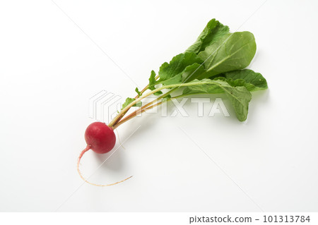 Fresh radish Fresh radish 101313784