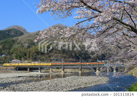 Series 115 Chugoku area color + Shonan color and cherry blossoms on the verge of falling Hakubi Line Kinoyama to Bitchugawa Series 115 Chugoku area color + Shonan color and cherry blossoms on the verge of falling Hakubi Line Kinoyama to Bitchugawa 101313814