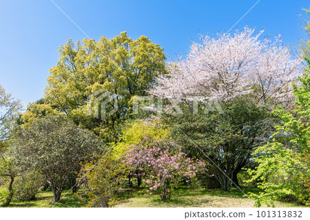 《Fukuoka Prefecture》Iwatoyama Burial Mound/Yayoi Square Yame City Yame Burial Mounds 《Fukuoka Prefecture》Iwatoyama Burial Mound/Yayoi Square Yame City Yame Burial Mounds 101313832