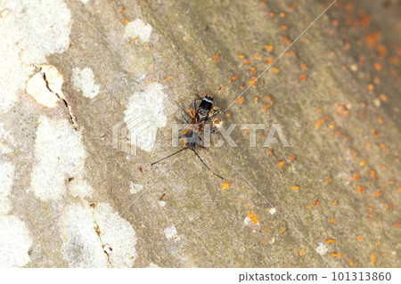 Togariba Akanetra Kamikiri 101313860