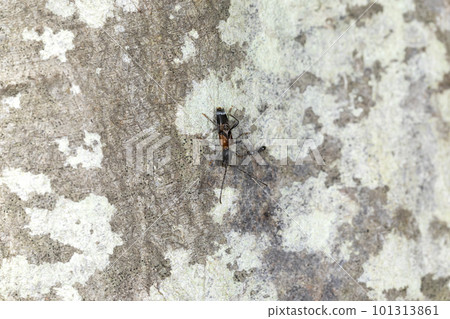 Togariba Akanetra Kamikiri Togariba Akanetra Kamikiri 101313861