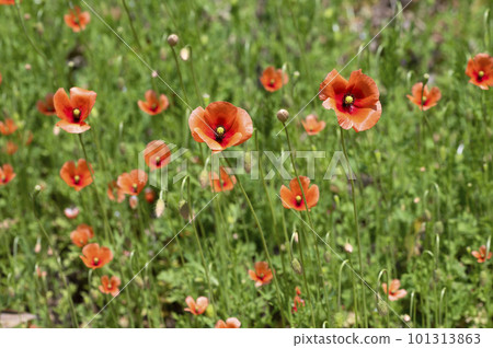 Nagami hinagishi Nagami hinagishi 101313863