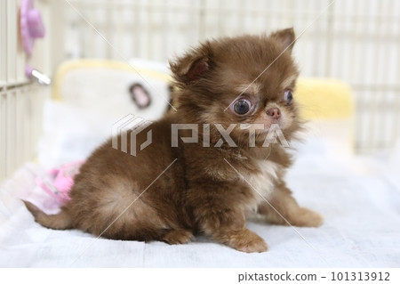 cute long coat chihuahua puppy cute long coat chihuahua puppy 101313912