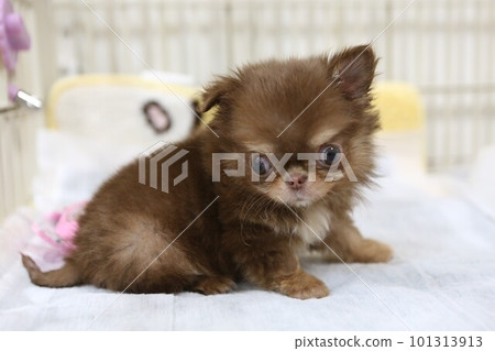 cute long coat chihuahua puppy cute long coat chihuahua puppy 101313913