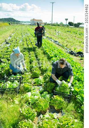 Workers harvesting and stack fresh lettuce in boxes Workers harvesting and stack fresh lettuce in boxes 101314462