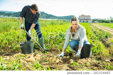 Couple of farmers picking potatoes 101314487