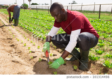 African american farm worker planting seedlings African american farm worker planting seedlings 101314498
