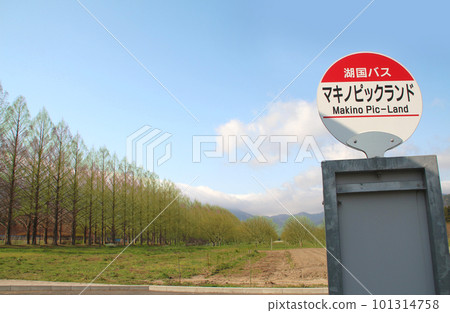滋賀縣牧野皮克蘭的水杉樹 滋賀縣牧野皮克蘭的水杉樹 101314758