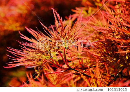 Weeping weeping backlit Weeping weeping backlit 101315015