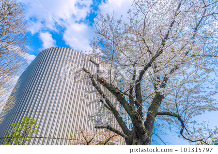 Tokyo cityscape in Japan View of Showakan and cherry blossoms in front of Kudanshita station = April 1 101315797
