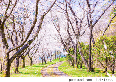 一排排櫻花落櫻,過春意象 一排排櫻花落櫻,過春意象 101315799