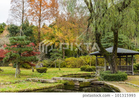 日本福井縣三方上中郡若狹町若狹 Uriwari Meisui 公園的池塘和秋季樹木 101315993