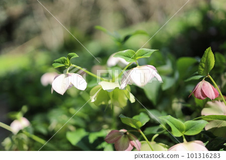 White and pink Christmas roses in full bloom 101316283