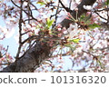 藍天下櫻花盛開 101316320