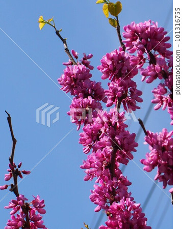 Blue sky and red-purple red buds (Hanasuou near Mikado Shrine) 101316755