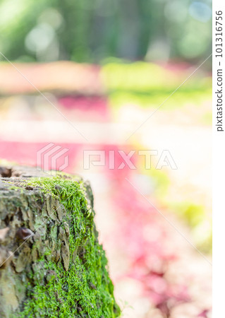 Stump in Musashi Kyuryo Forest Park 101316756