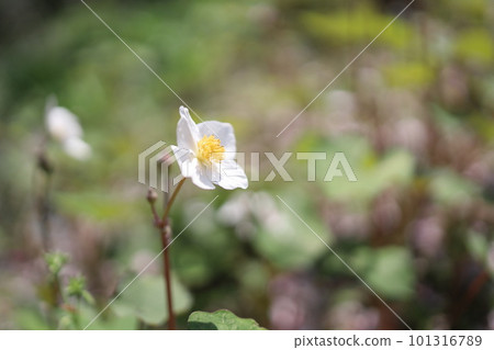 A single blooming Shirayukigeshi A single blooming Shirayukigeshi 101316789