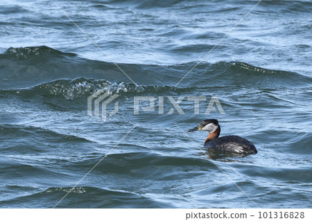 生物、野鳥、紅頸鸊鷉，三月中旬。在千葉縣的一個漁港發現了一個已經蛻變成夏季羽毛的個體① 101316828