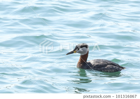 生物、野鳥、紅頸鸊鷉和帶有美麗彩色臉頰和頸部的夏季羽毛。看起來有一個微妙的波峰① 生物、野鳥、紅頸鸊鷉和帶有美麗彩色臉頰和頸部的夏季羽毛。看起來有一個微妙的波峰① 101316867